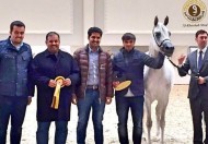 ” الخشاب” و” الشقب” و” الجاسمية” يسطعون في بطولة برلين الدولية الرابعة لجمال الخيل العربية – النتائج النهائية