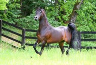 نتائج بطولة “مارينا دي بيتراسانتا” لجمال الخيل العربية بإيطاليا