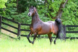 نتائج بطولة “مارينا دي بيتراسانتا” لجمال الخيل العربية بإيطاليا