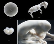 Researchers determine sex of unborn foals with new test
