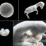 Researchers determine sex of unborn foals with new test