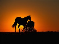 Social Communication and Equine Reproductive Success