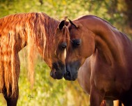 Are the equine redheads really the tempests of the horse world?