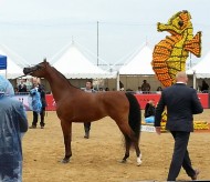 إنطلاق بطولة منتون الدولية ٢٠١٦ لجمال الخيل العربية الأصيلة  – نتائج اليوم الأول