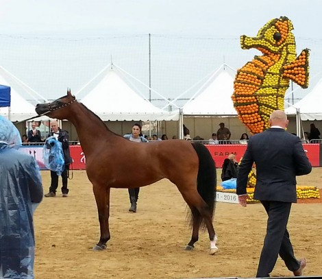إنطلاق بطولة منتون الدولية ٢٠١٦ لجمال الخيل العربية الأصيلة  – نتائج اليوم الأول