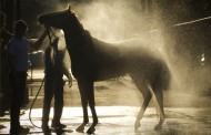 Keep Your Horse Cool in the Summer Heat