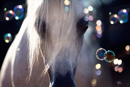 رؤية الخيل في المنام