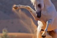 Managing the Anxious Horse