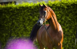 «السيد» و«الهواجر» و«البيداء» و«الخشاب»  و«الفريدة»  يحلقون بذهب (بروج) الدولية 2016  ببلجيكا – النتائج النهائية