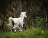 Feeding Broodmares