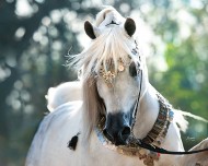 Do Domestic Mares Abort Fetuses to Protect Them? Maybe