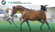 Al Khalediah European Arabian Horse Festival  We are changing for you!