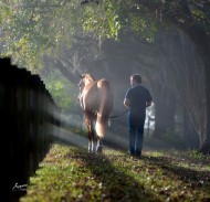 Study Confirms Horses ‘Talk’ to Human Handlers