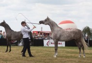 «العالية» يحلق عالياً بذهب (رادوم) البولندية لجمال الخيل العربية الأصيلة ٢٠١٦