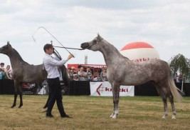 «العالية» يحلق عالياً بذهب (رادوم) البولندية لجمال الخيل العربية الأصيلة ٢٠١٦