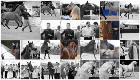 مقتطفات صور من بطولة منتون ٢٠١٦ الدولية لجمال الخيل العربية الأصيلة