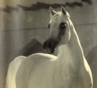 «دارين الريان» والرحلة إلى باريس ٢٠١٦ !