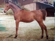 صندوق الذكريات : ” بنت دينا “