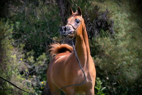 «السيد» و«عجمان» و«الحمد» و«البيداء» أبطال (الران) 2016 لجمال الخيل العربية  ببلجيكا – النتائج النهائية