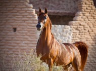 A view of Al Zobair Stud’s foundation – PART 1