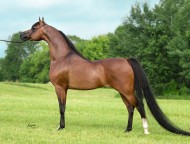 سياحة في حديث: “كان للنبي صلَّى الله عليه وسلم في حائطنا فرسٌ يقال له اللحيف”