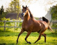 بلجيكا تحتفي بـ “الزبير” و”عذبه” و “دبي” و”الخشاب”  أبطالا لـ (ويست كوست) 2016 لجمال الخيل العربية – النتائج النهائية وصور