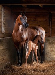 Discovery of pregnancy hormone resolves 50-year-old horse mystery