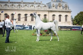 غدا..تنطلق بطولة كأس العالم لمنظمة الجواد العربي في نسختها الثانية  – شانتلي 2016