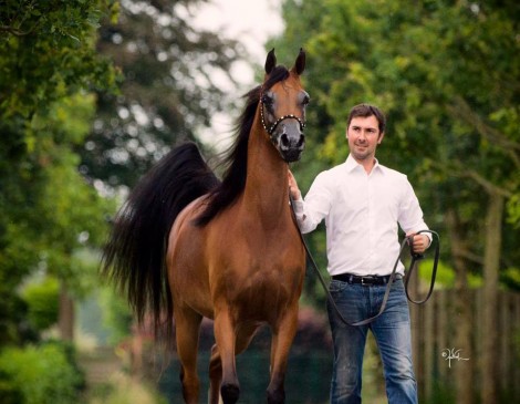 افتتاح بطولة كأس العالم لمنظمة الجواد العربي في نسختها الثانية – شانتلي 2016- نتائج اليوم الأول