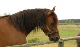 خصال الخيل السيئة:  شفط الهواء – فيديو