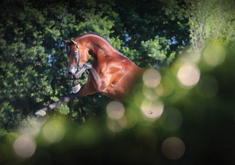 «اليهاندرو» يحقق لقب افضل فحل منتج في اختتام بطولة المربين الأوروبيين – شانتلي 2016 – النتائج النهائية