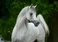 فخر بولندا ٢٠١٦ جودة متوسطة وانخفاض مبيعات ٣٠٪ بمجموع ١٫٣ مليون يورو عن العام السابق