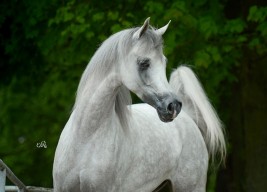 فخر بولندا ٢٠١٦ جودة متوسطة وانخفاض مبيعات ٣٠٪ بمجموع ١٫٣ مليون يورو عن العام السابق