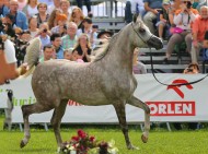 «العالية» يحلق عالياً بذهب بولندا الوطني بإنجاز لم يسبق منذ ٣٧ عاماً!