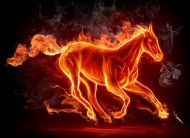 Horses heat up 10 times faster than people – study