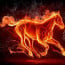 Horses heat up 10 times faster than people – study