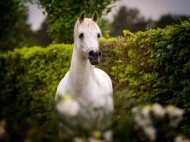 سر الخيل العربية