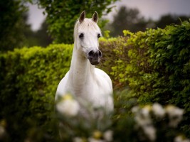 سر الخيل العربية