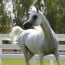 A view of Al Zobair Stud’s foundation – PART 2