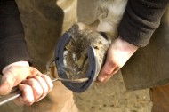 Finding a Farrier