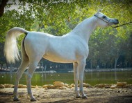 “الريان” و”الوعب” و”الراشدية” أبطال البطولة الأوربية 2016 للسلالة المصرية – النتائج النهائية