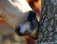 خصال الخيل السيئة:  تناول الأجسام الغريبة (Pica / البيكا)