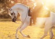 الشكيمة – معلومات تفصيلية