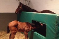 Managing Foal Rejection