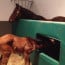 Managing Foal Rejection