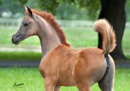 الحلاقة – الجزء الأول: حلاقة الأمهار