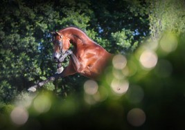 “طرفة عذبه” تحقق ذهب بلجيكا الوطنية 2016 – النتائج النهائية