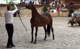 مقاطعة البولنديين تُفشل (براغ) الدولية ٢٠١٦ المتنافسين ٣٢ جواداً فقط .. و«الخالدية» تستحوذ على الألقاب