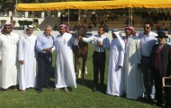 مربط العرب يحقق نصف القاب «الشرق الأوسط» ٢٠١٦ لجمال الخيل العربية – النتائج النهائية