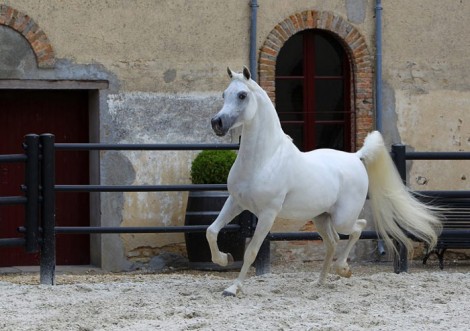 “الصقران” يحصد ذهب (سيتا دي كاستيلو) الدولية 2016 بإيطاليا – النتائج النهائية